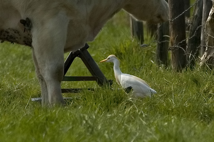 22.jpg - Koereiger (Cattle Egret, Bubulcus ibis). Durmemeersen, Zele. 13/04/2007. Copyright: Joris Everaert. Nikon D70, Nikon AF-S ED 300mm f4 + 1.4 teleconverter